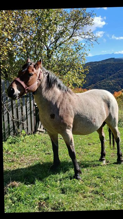 De vânzare iapă cu mânză