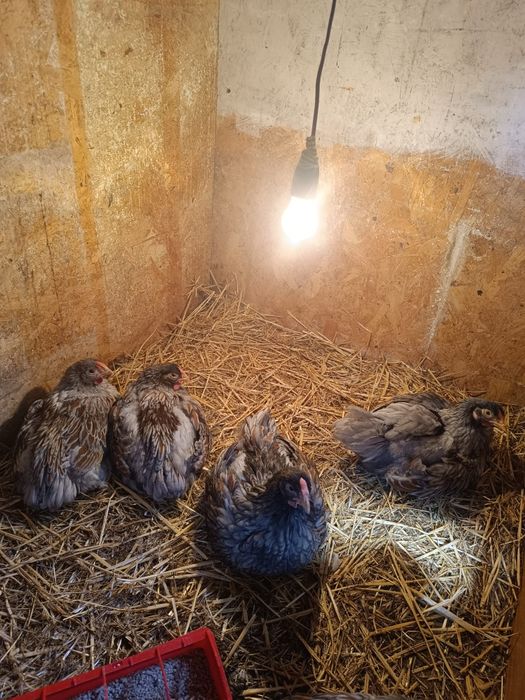 Pui wyandotte rosu-albastru