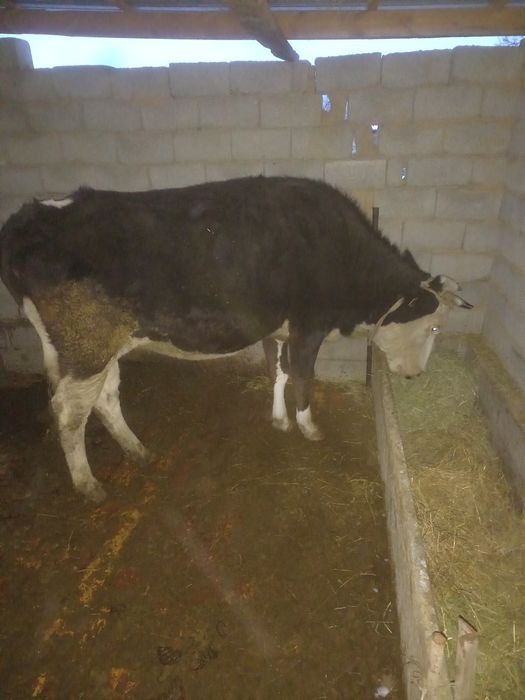 Сыйыр сатылады ала буаз