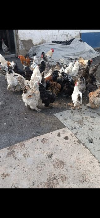 Продам курей и петухов