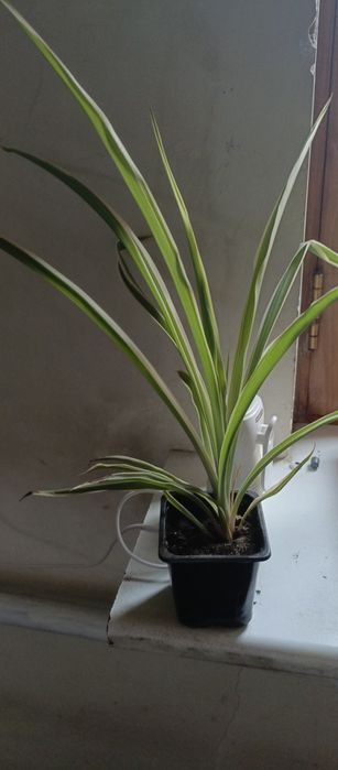 Продаю денежное дерево, хлорофитум, Город