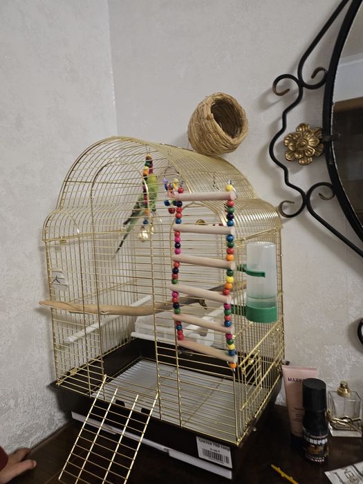 Продам папугая с клеткой