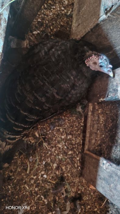 Срочна Продаю-Сотилади курка индюк тухумга отирипти