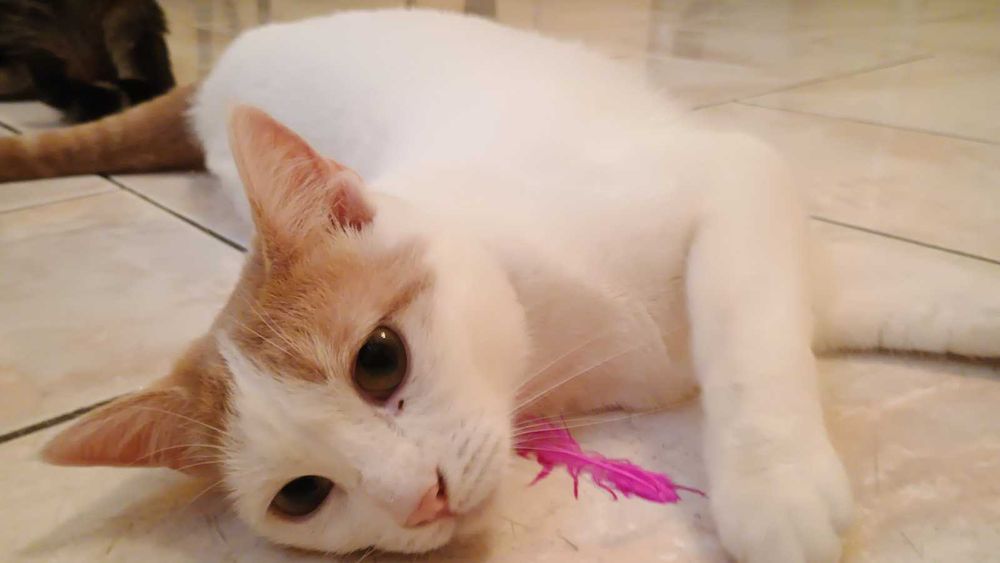 Борянка търси дом и осиновител!