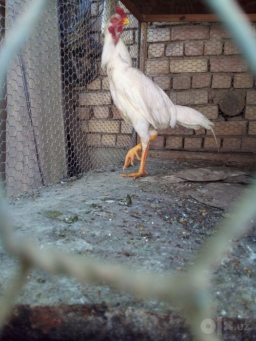 Kareya horoz sotiladi qoni toza 7oyli juja