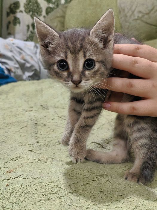 Красивые котята 1 месяц