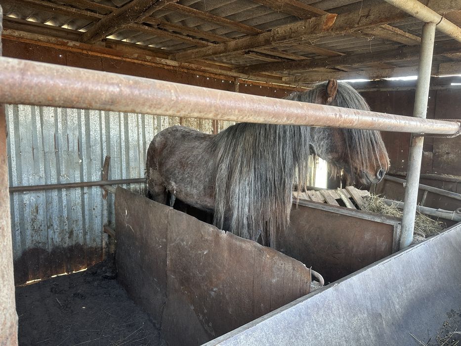 Продам жеребца 6 лет