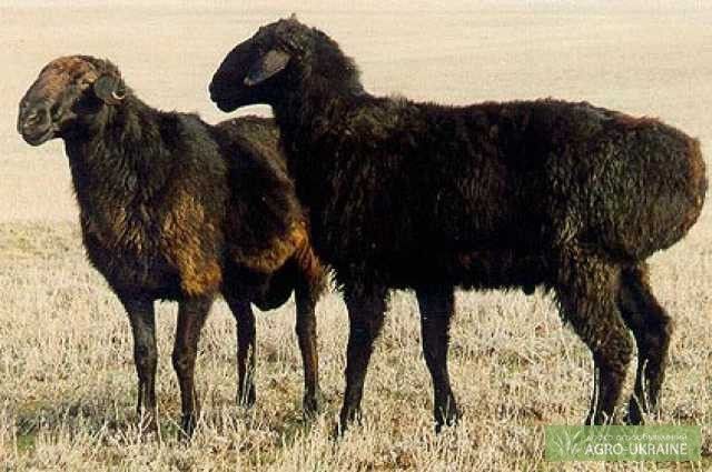 Кой токты Юго восток