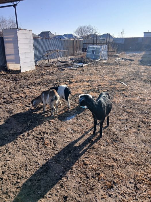 4 мал жас сатылады