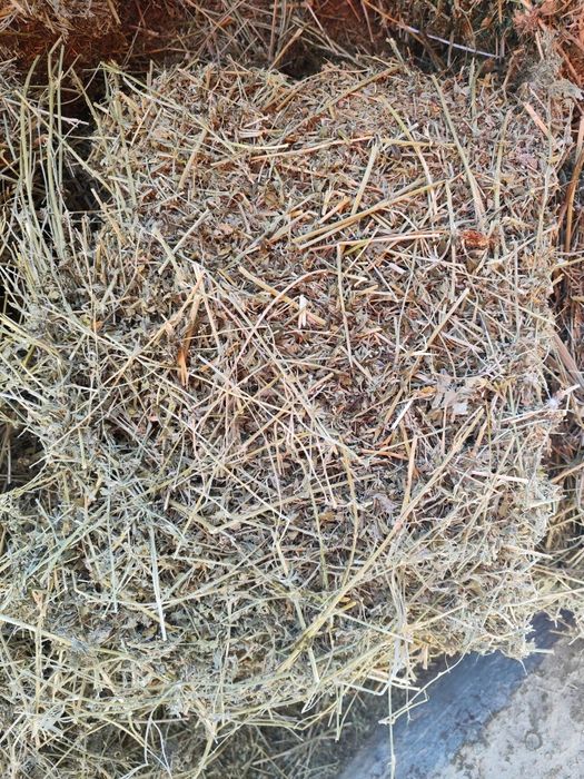 Продам сено Первый укос