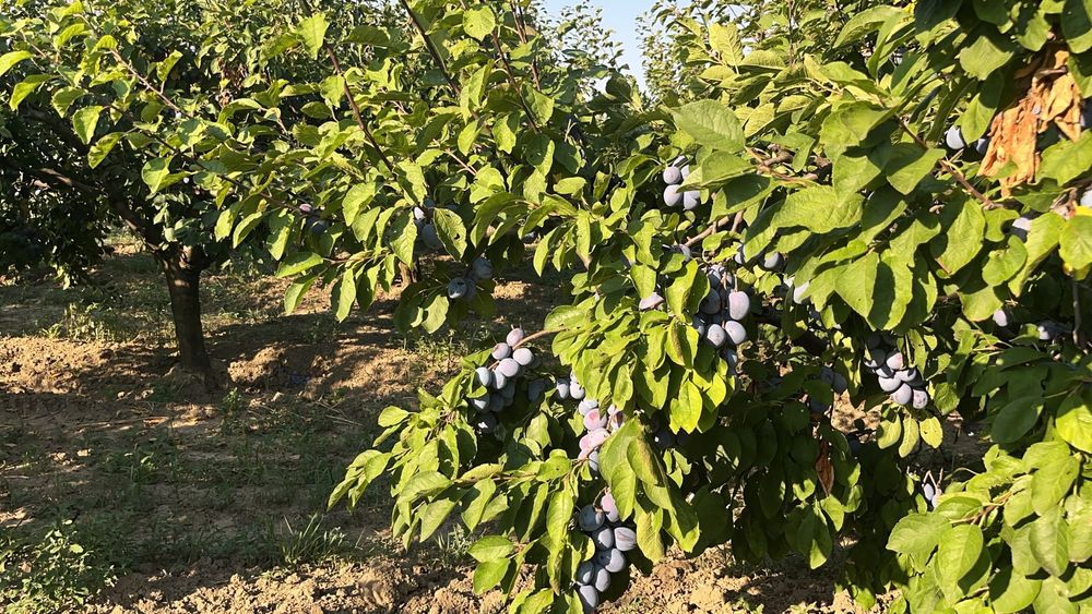 Prune foarte coapte și gustoase ideale pt pălincă, gem, compot …. !!!