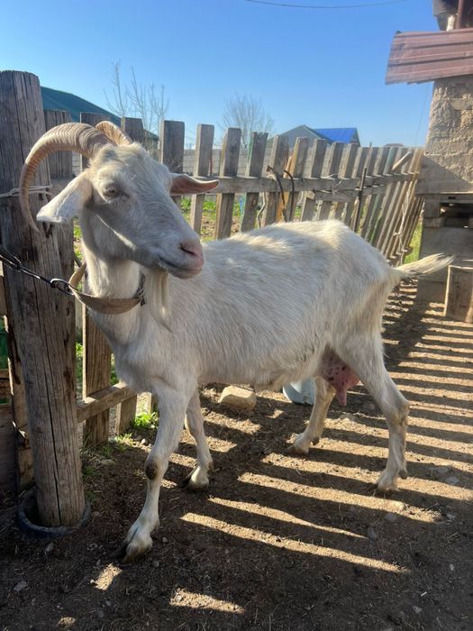 Продам козу с козлёном срочно