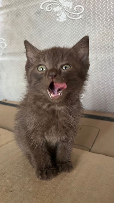 ОТдам котят в добрые руки