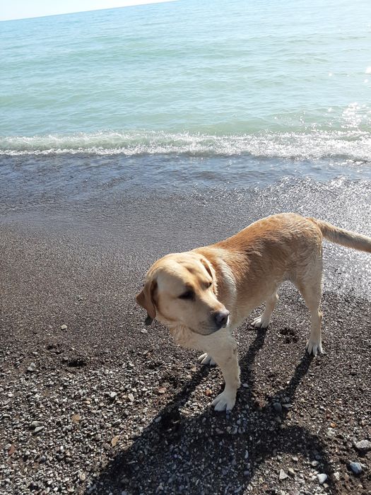 Кобель лабрадор на вязку