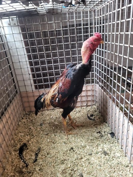 Сатамын кораз 50 000