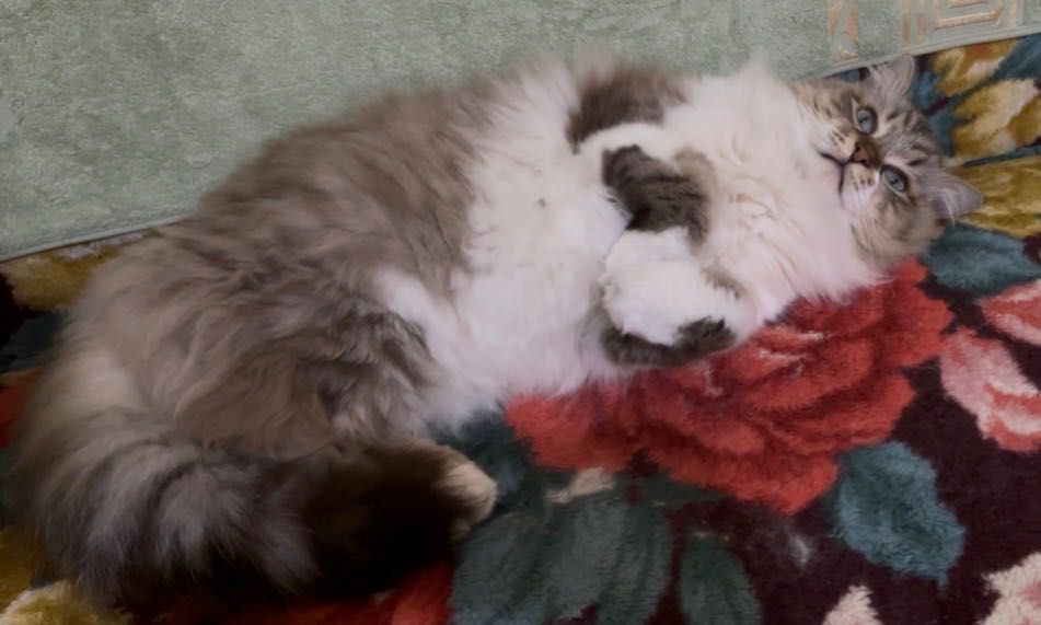 продается Кошка Помесь Рэгдолл