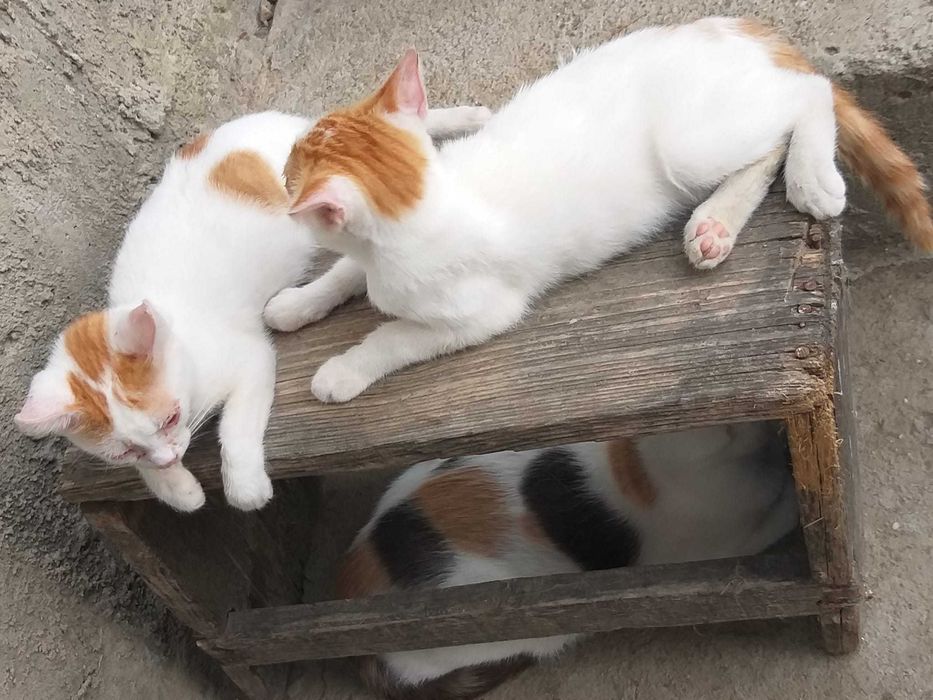 DONEZ DOI PUI Masculi De Pisica
