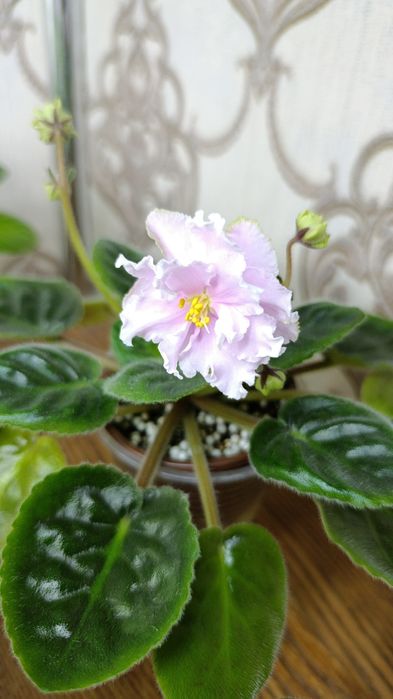 Цветущие сортовые фиалки