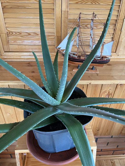 Продам 6ти летний Алоэ