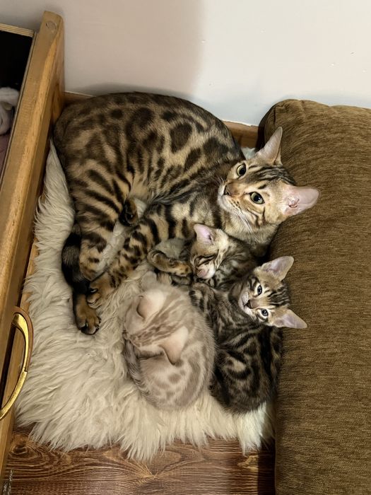 Бенгальские котята с документами