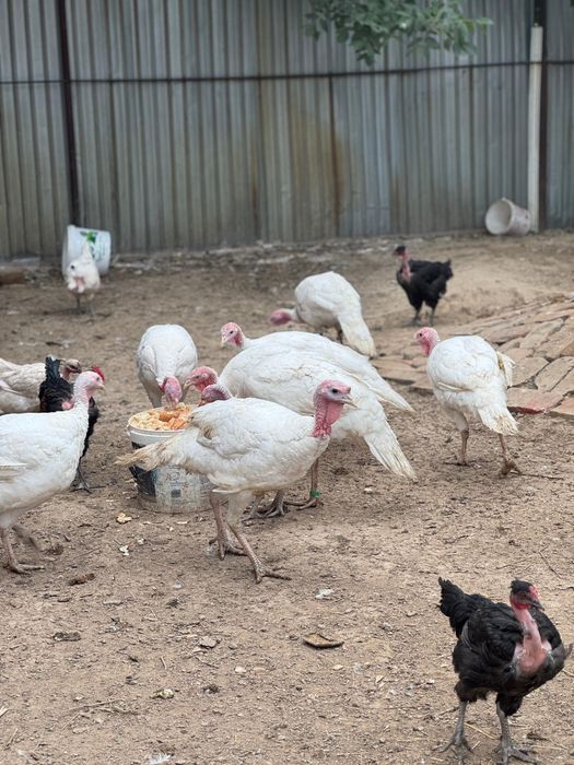 Продам индюки широкогрудные