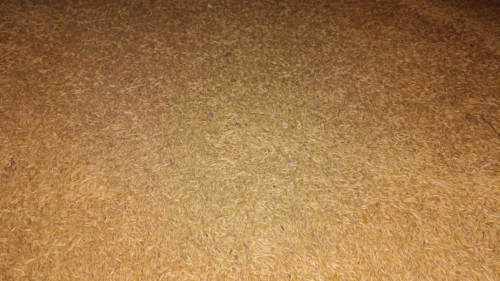 Vând ovăz producție 2025