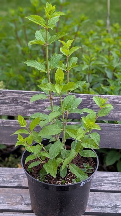 Взрослый куст гортензии Gardenlight Lemonlight (Brightlight)