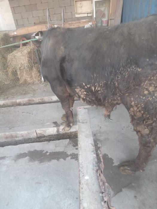 Бык длиашний на откорме 1.7 месяцев