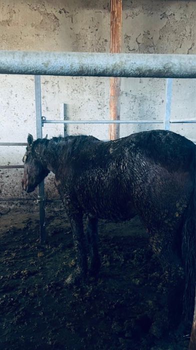 Байланган семиз жылкылар сатылады