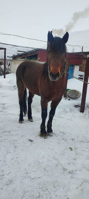 Продам Жеребца қазақии
