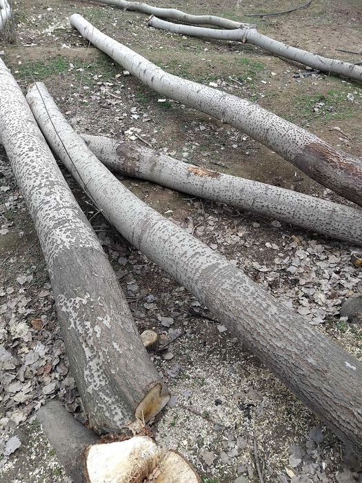 Ko‘k terak sotiladi