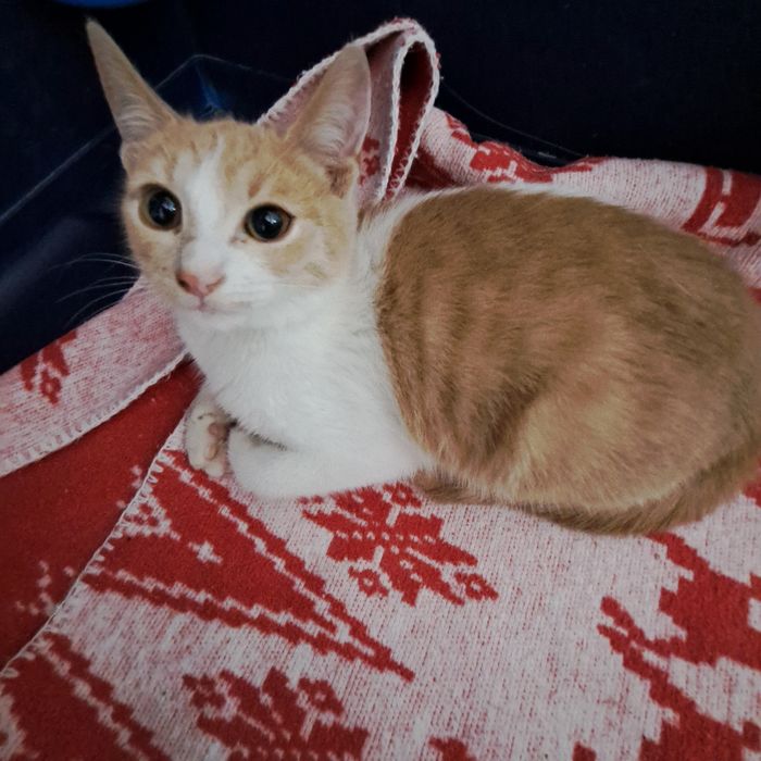 Adoptie pisica pui roscat Spiridon