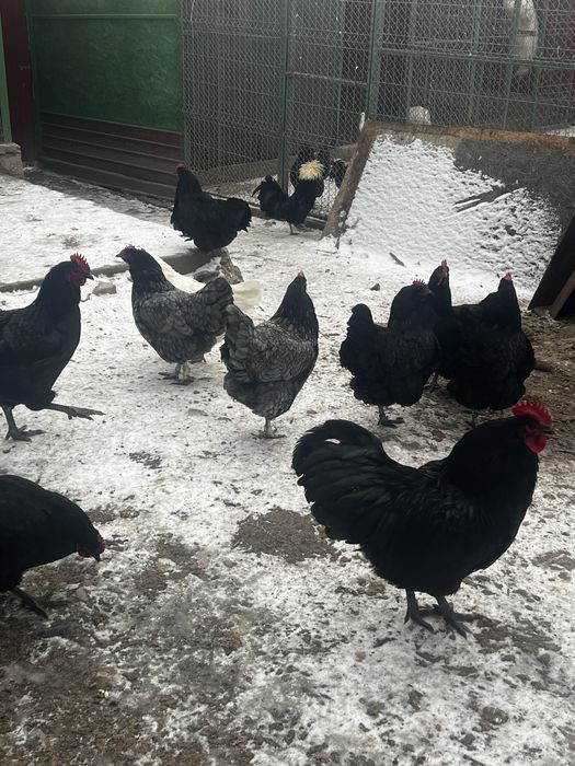 Vând gaini australorp , motate olandeze porumbei de ornament , pauni f