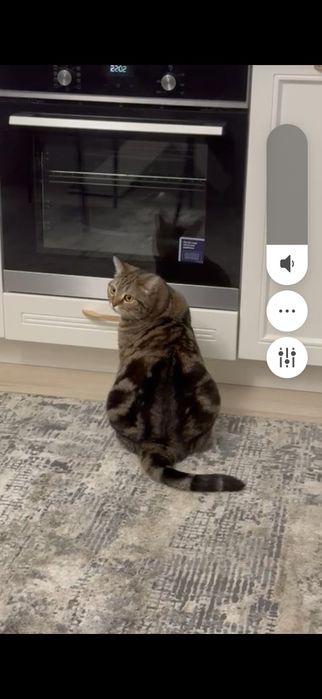 Срочно кошечка ищет дом