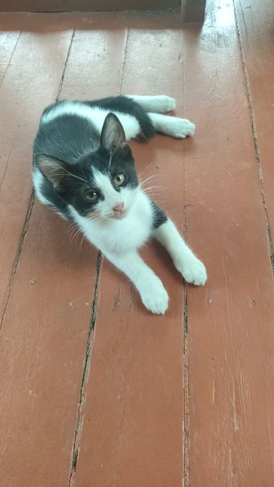 Котята бесплатно