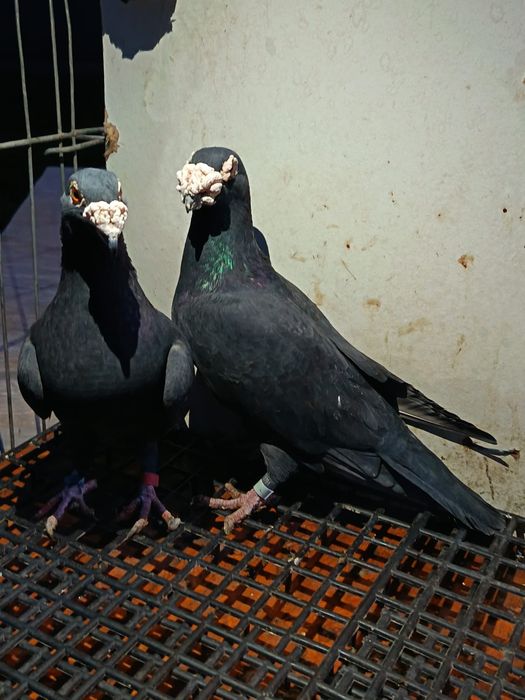 vand porumbei voiajori italieni