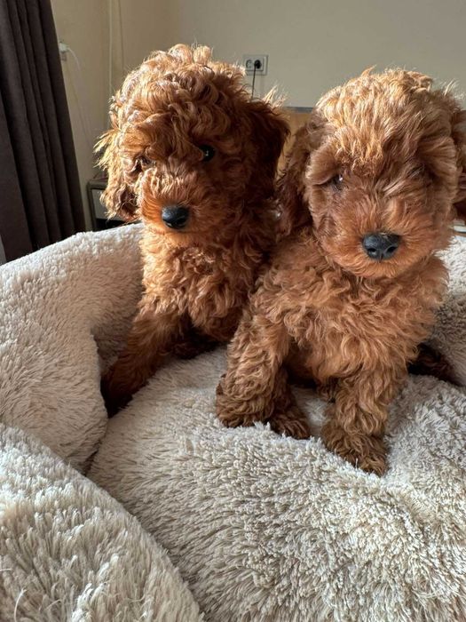 Киченцата вече са продадени