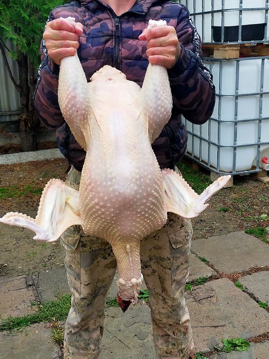 Свежие тушки индейки