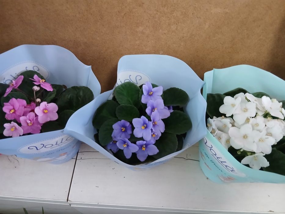 Фиалка новое поступление