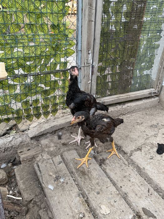 Продам бойцовых даканов