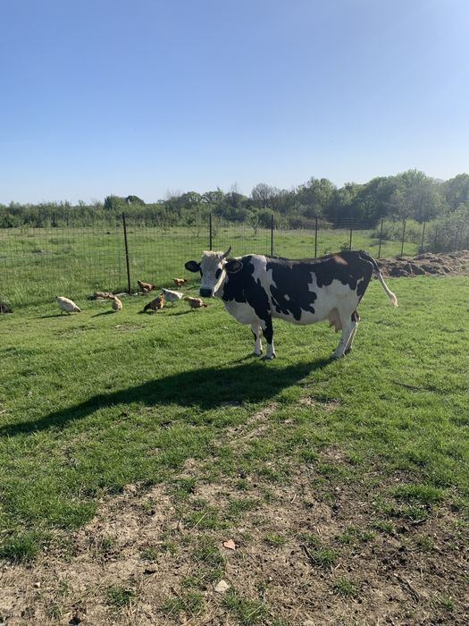 Vaca matură gestanta