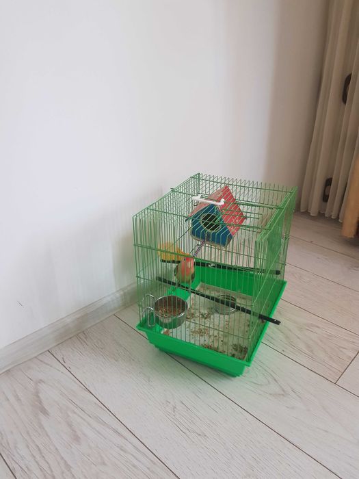 Agapornis si peruș de vânzare