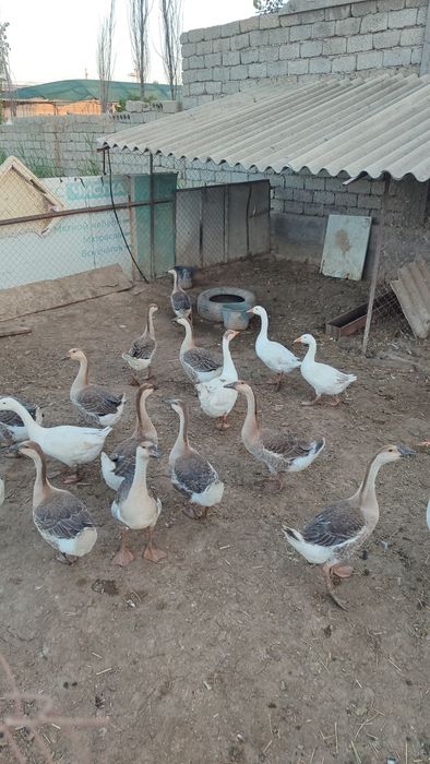 Гоз, gʻoz, ғоз, goz sotiladi