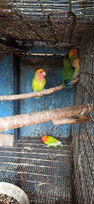 Неразлучники Фишер