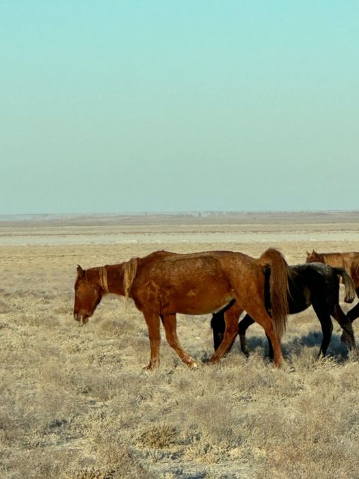 Жылкылар сатылады.