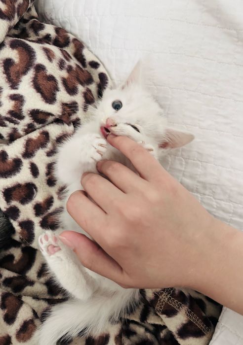 Игривый котёнок-мальчик ищет хозяев