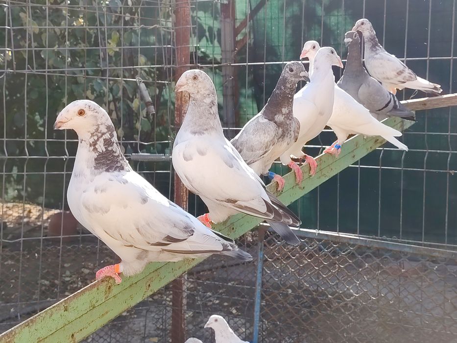 Vând porumbei de ornament din mai multe rase