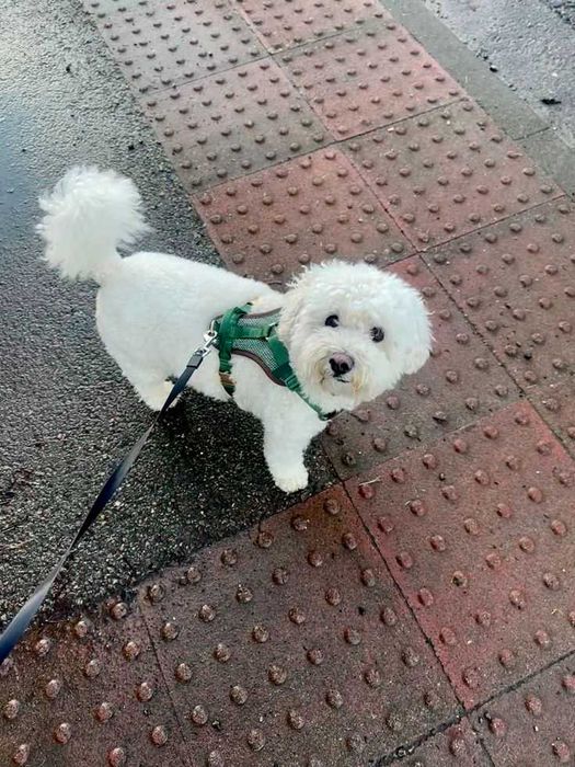 Разходка на домашен любимец