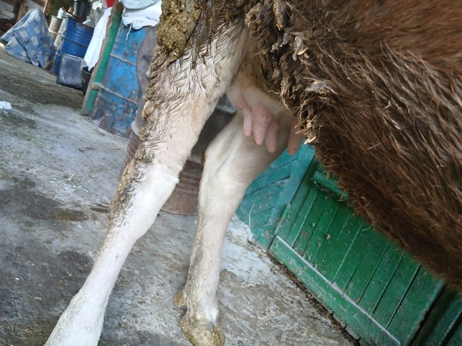 Продам корову молочную