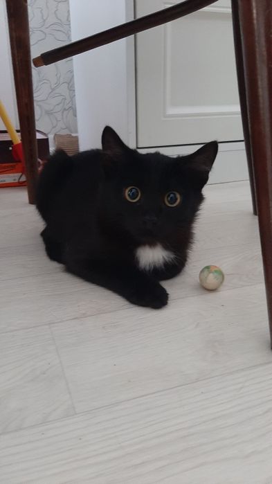 Отдам котёнка в добрые руки